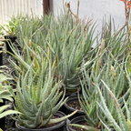 Blue Elf Aloe