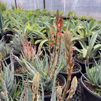 Blue Elf Aloe
