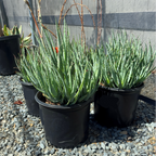 Blue Elf Aloe