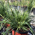 Potted Blue Eyed Grass with long green leaves in a garden setting