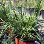 Potted Blue Eyed Grass with long green leaves in a garden setting