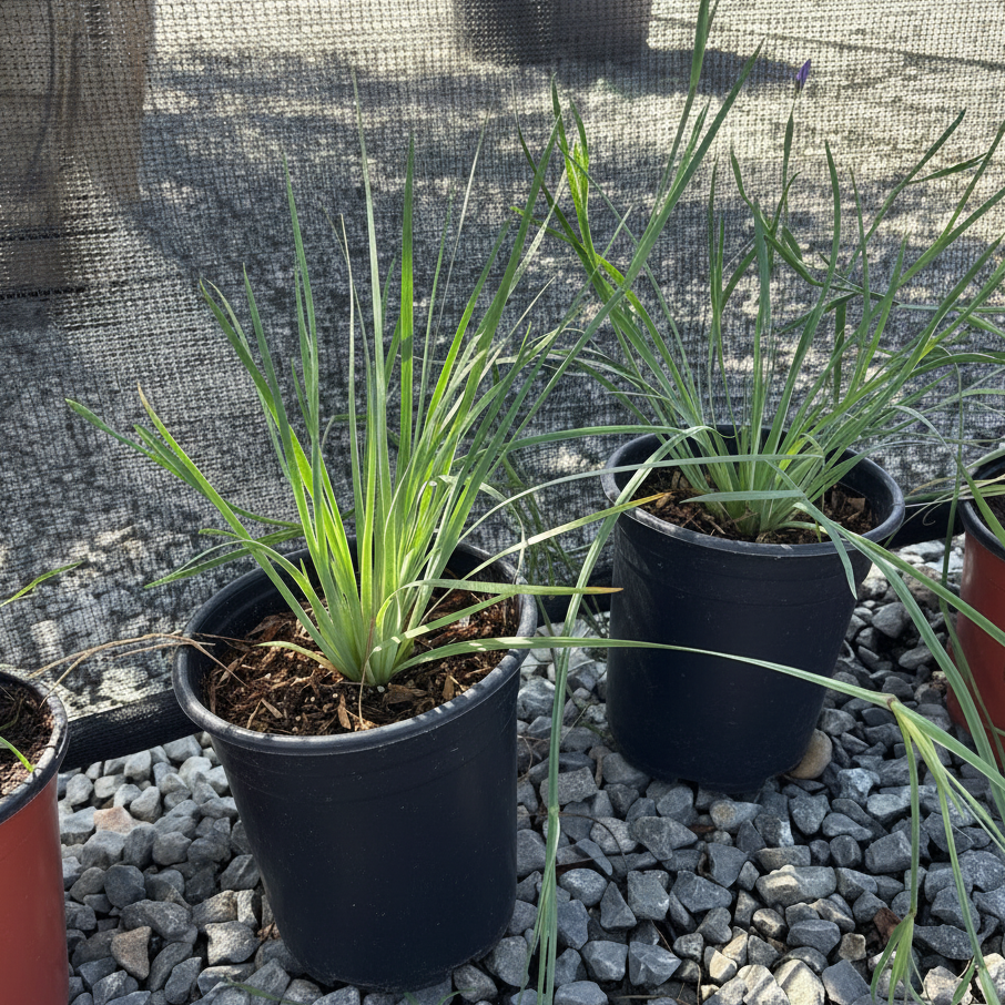 Blue Eyed Grass