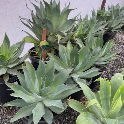 Blue Flame Agave