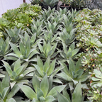 Blue Flame Agave