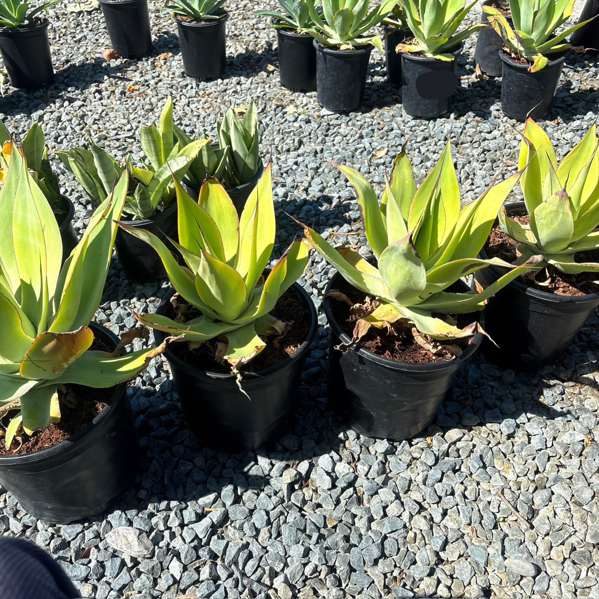 Blue Flame Agave