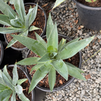 Blue Flame Agave
