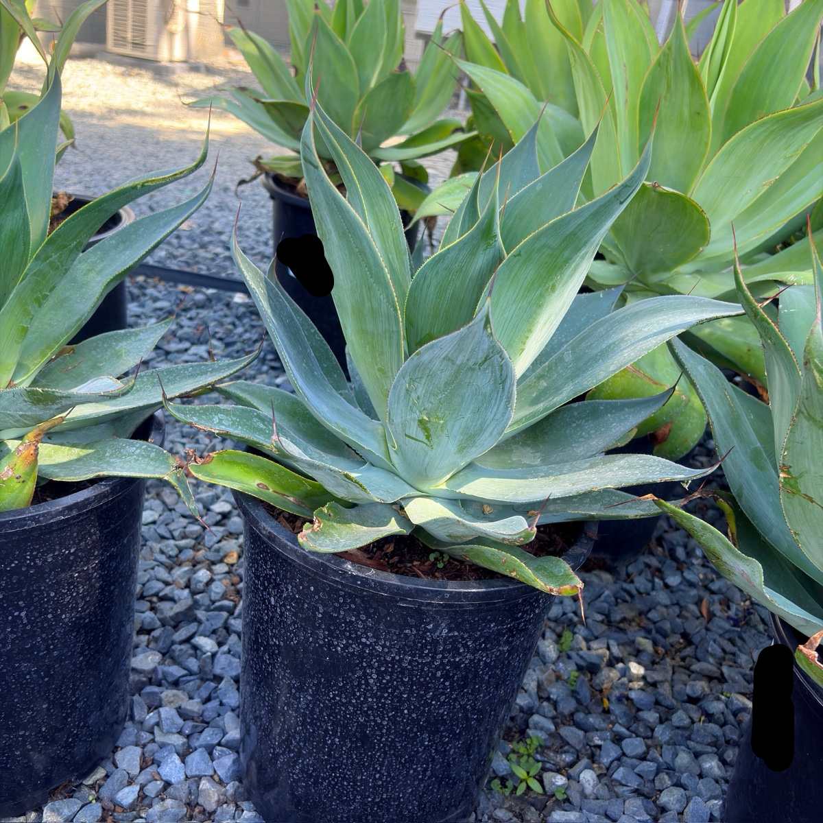 Blue Flame Agave