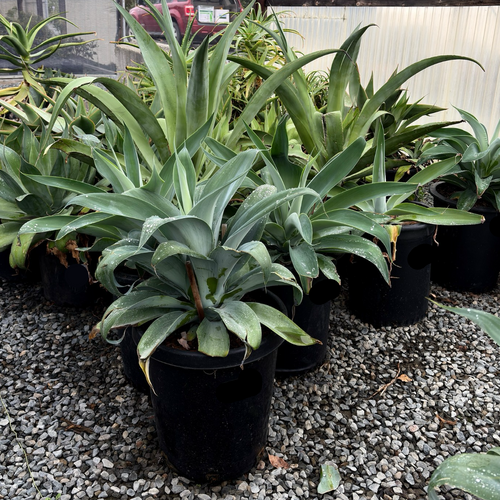 Blue Fox Tail Agave