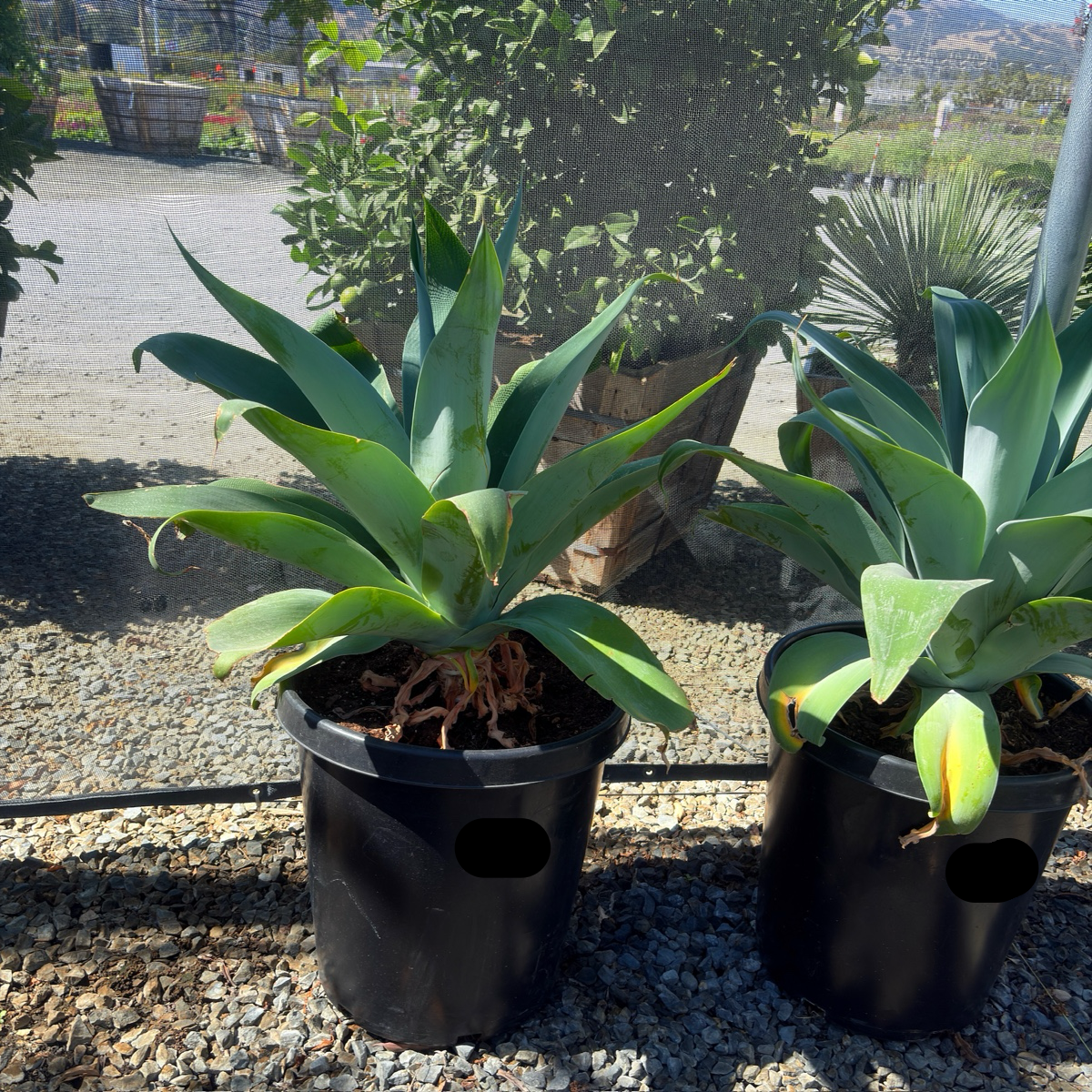 Blue Fox Tail Agave