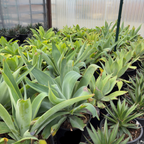 Blue Fox Tail Agave