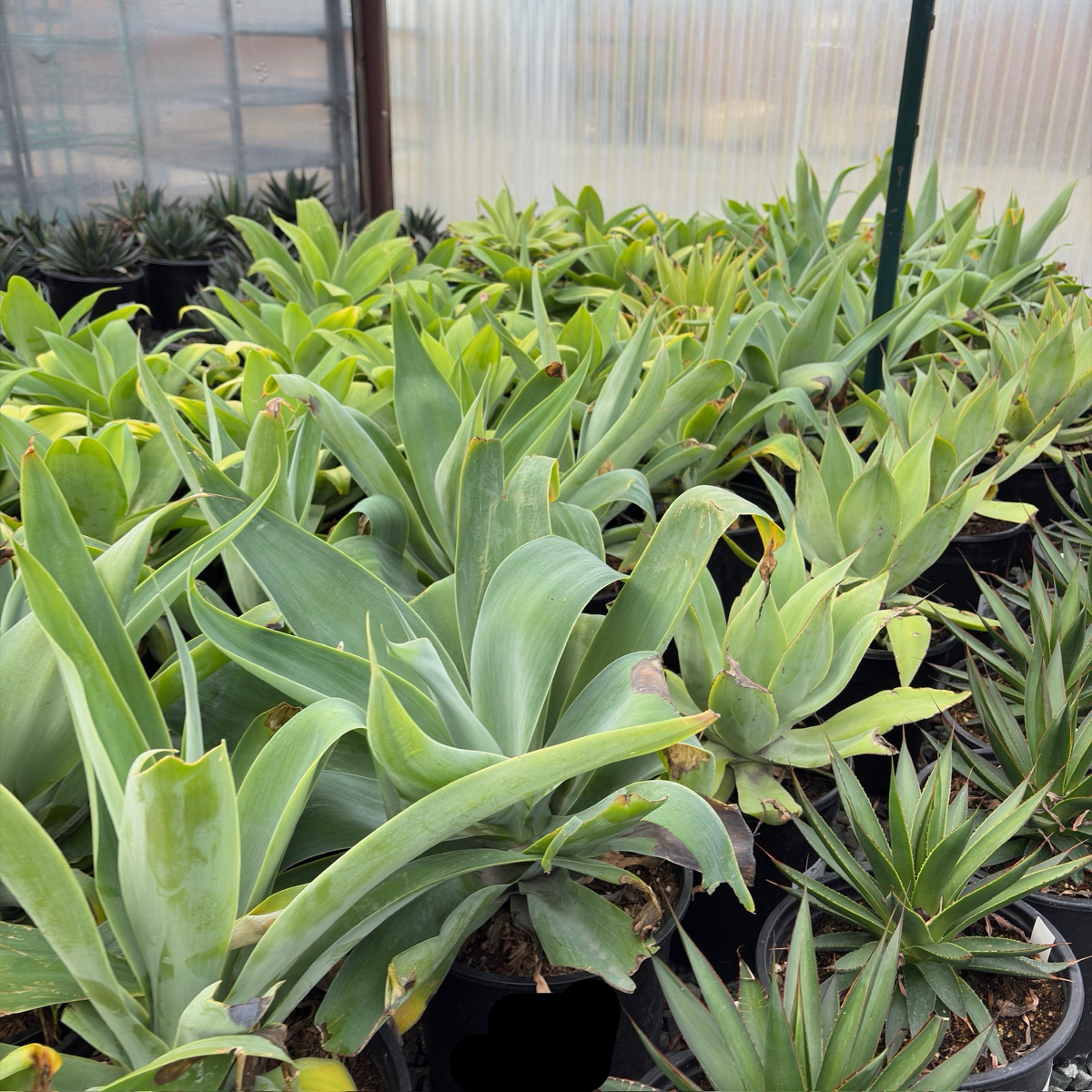 Blue Fox Tail Agave