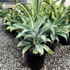 Blue Fox Tail Agave