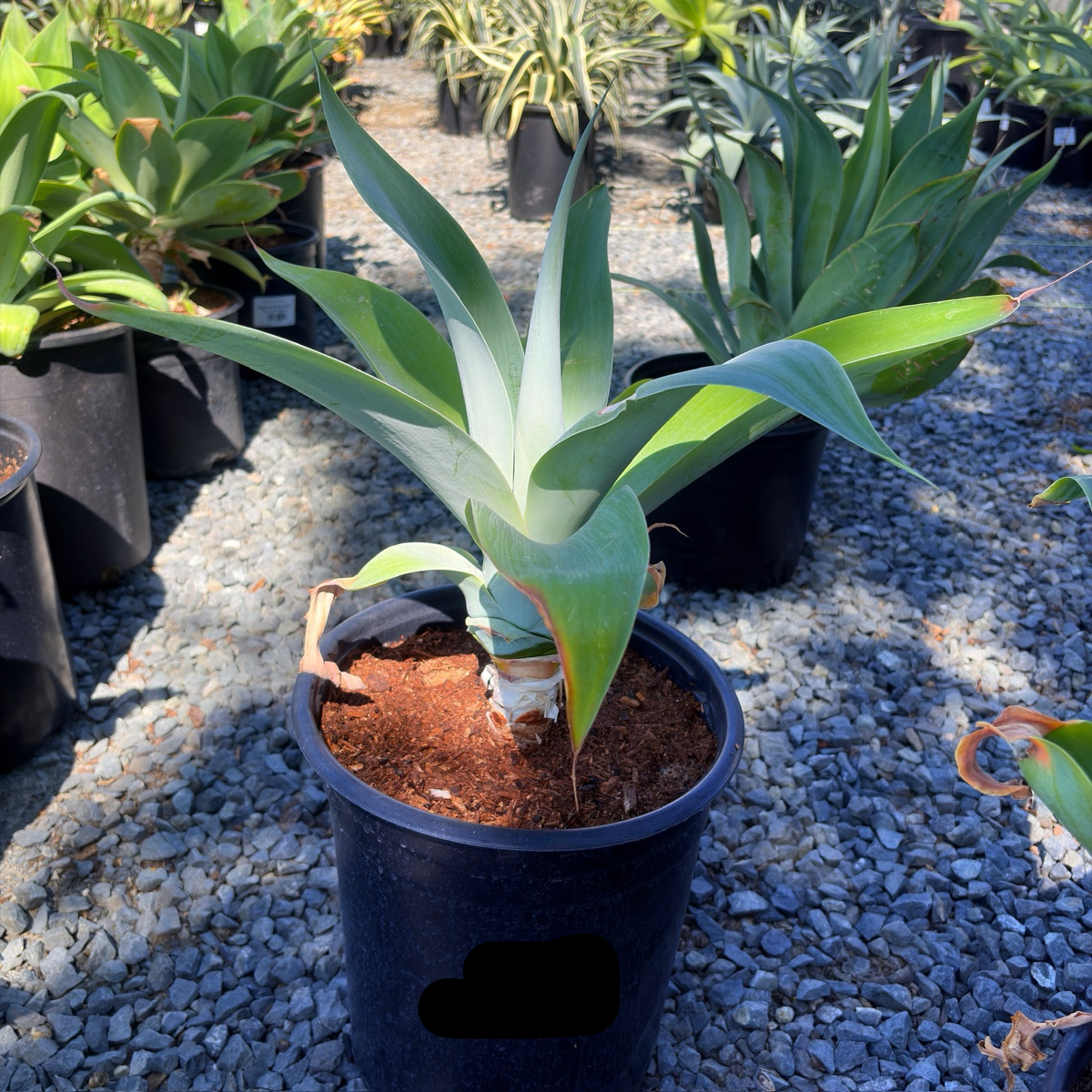 Blue Fox Tail Agave