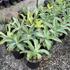 Blue Fox Tail Agave