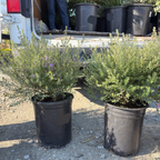 Blue Gem Coast Rosemary