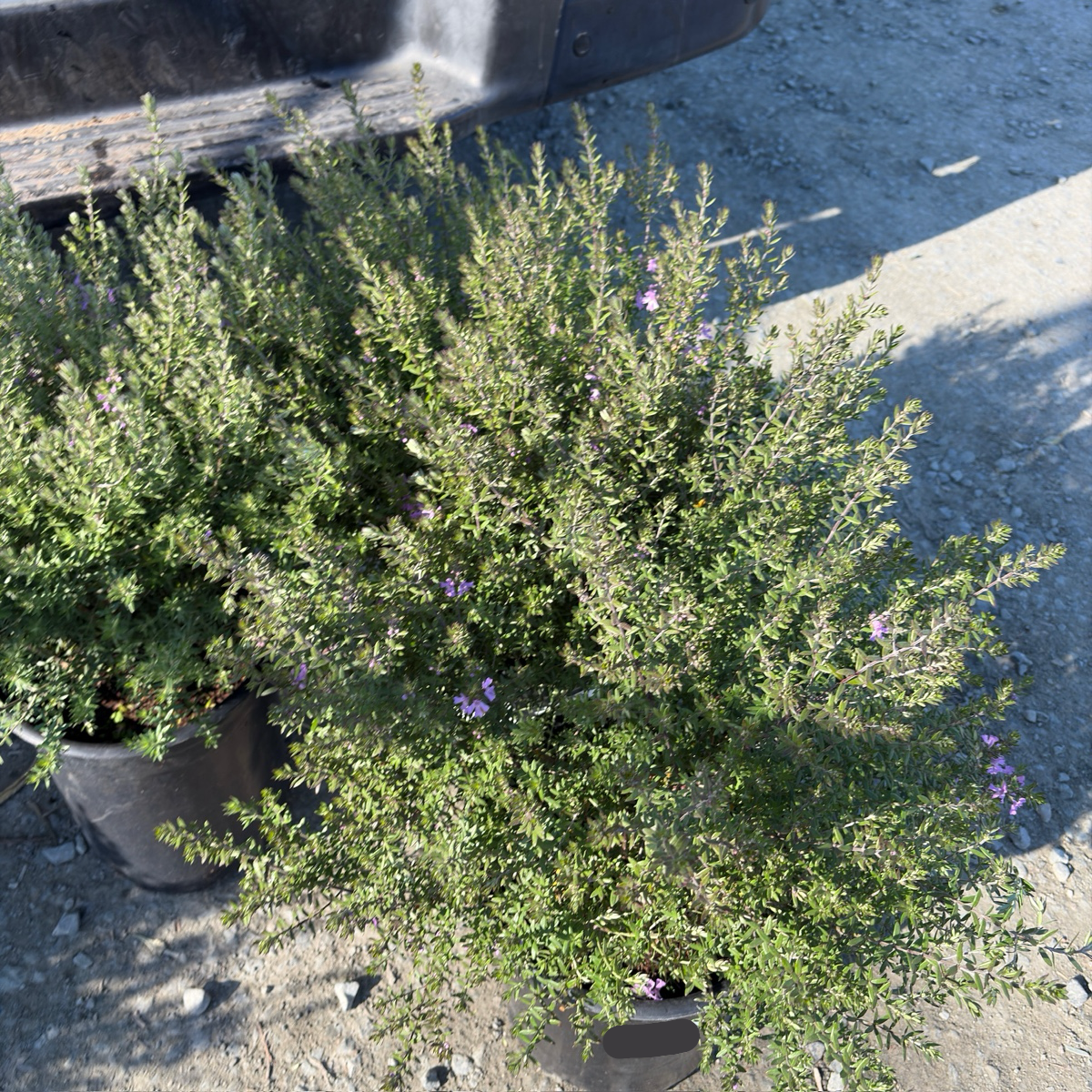 Blue Gem Coast Rosemary