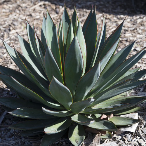 Blue Glow Agave