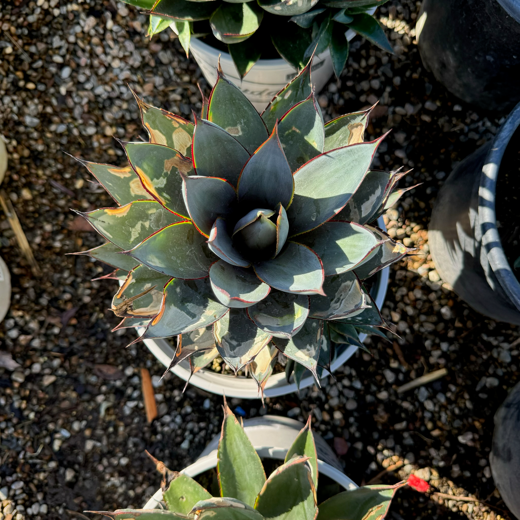 Blue Glow Agave