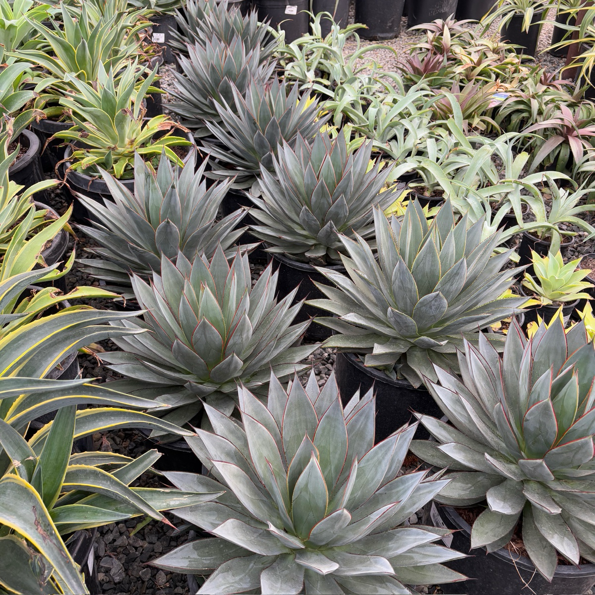 Blue Glow Agave