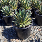 Blue Glow Variegated Agave