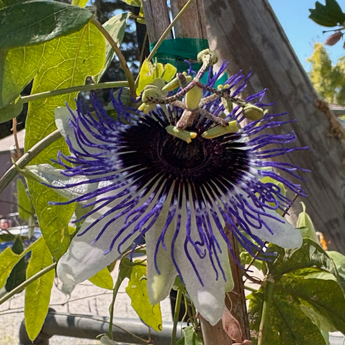 Blue Horizon Passion Flower