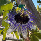Blue Horizon Passion Flower