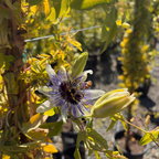 Blue Horizon Passion Flower