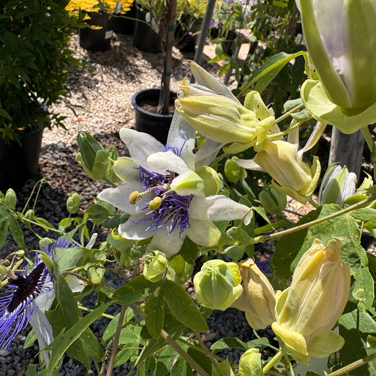 Blue Horizon Passion Flower