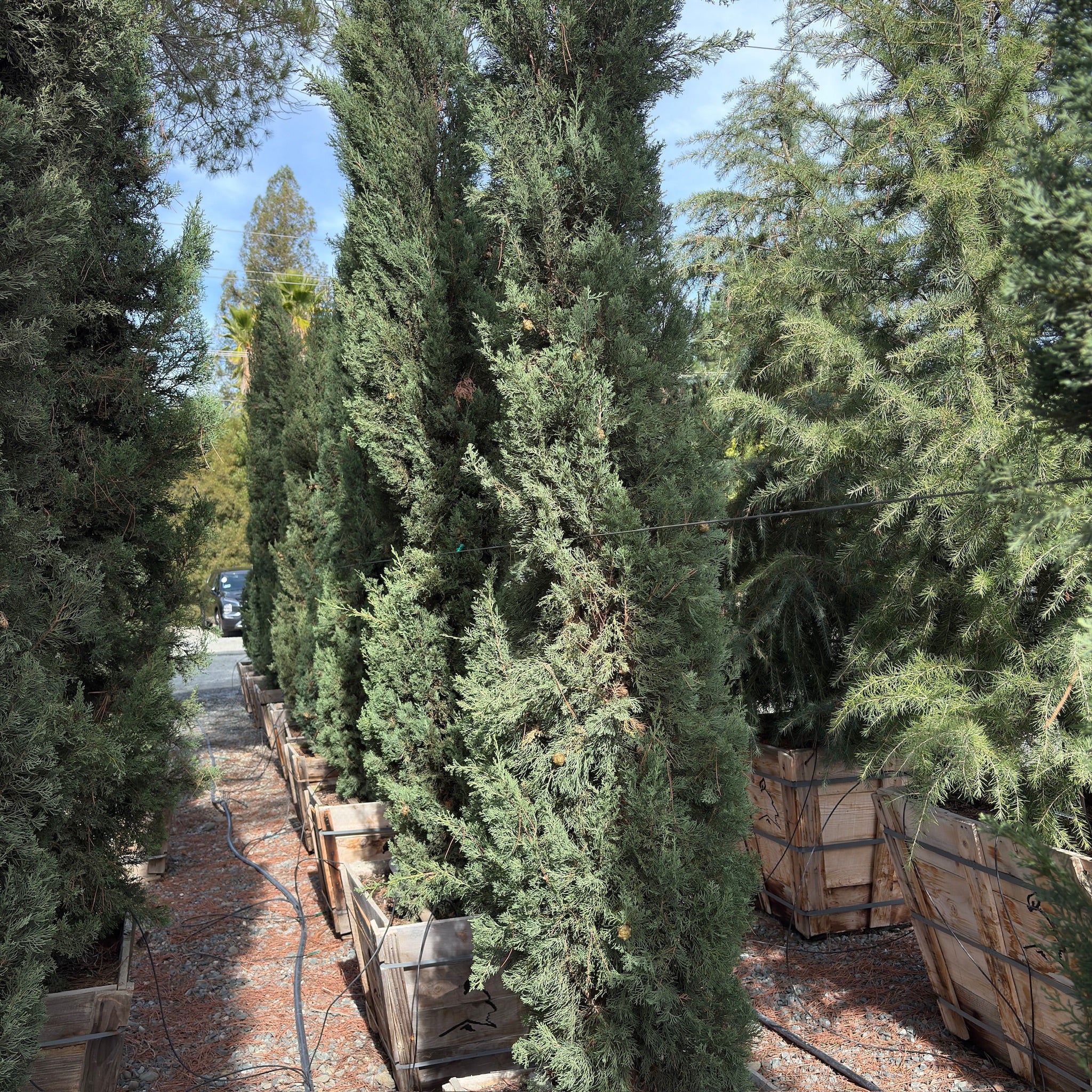 Blue Italian Cypress