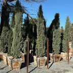 Blue Italian Cypress