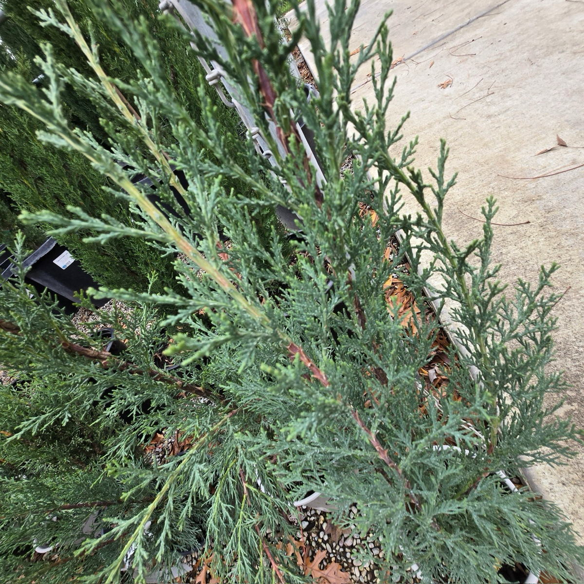 Blue Italian Cypress