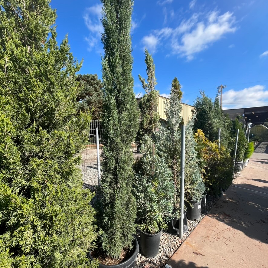Blue Italian Cypress