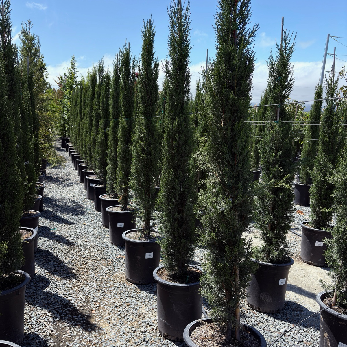 Blue Italian Cypress