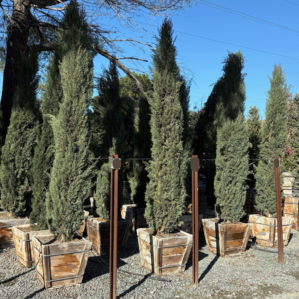 Blue Italian Cypress
