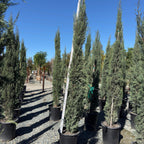 Blue Italian Cypress