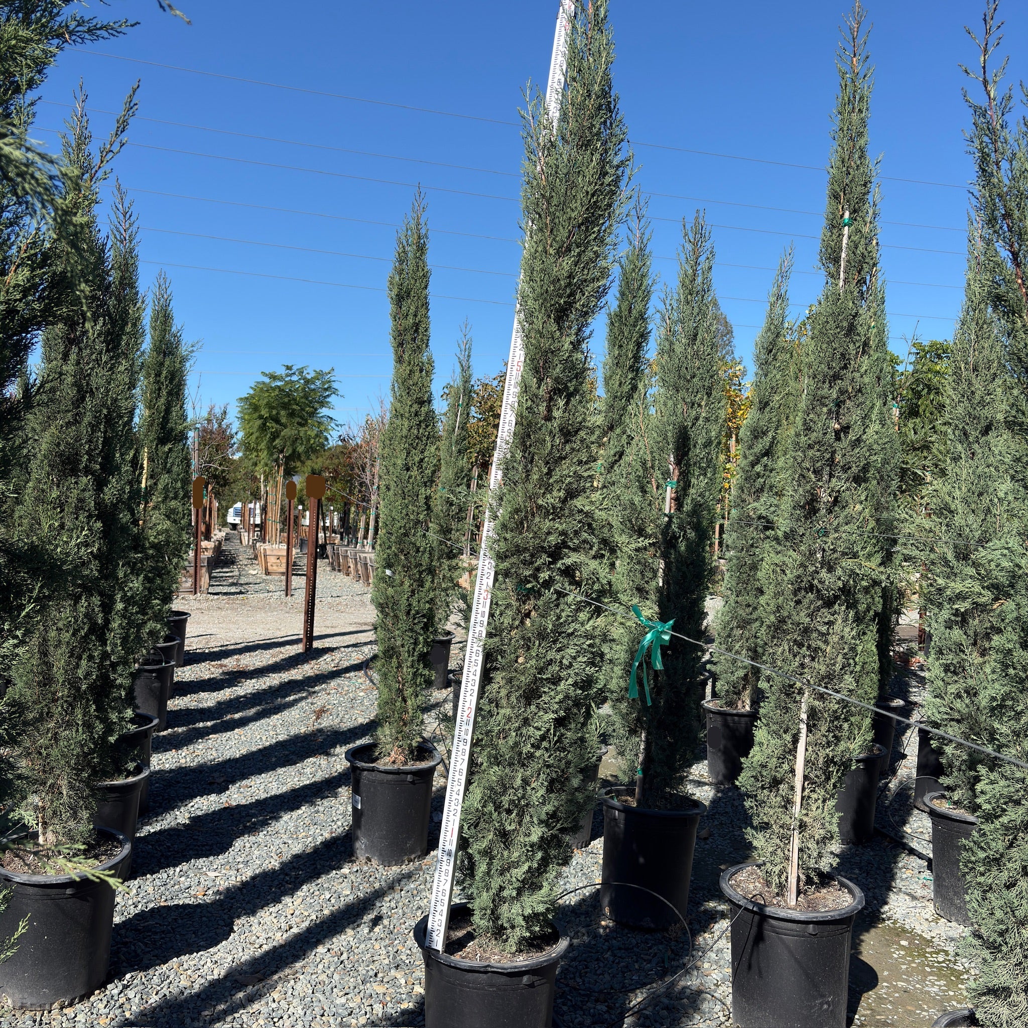 Blue Italian Cypress