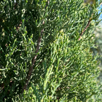 Blue Italian Cypress