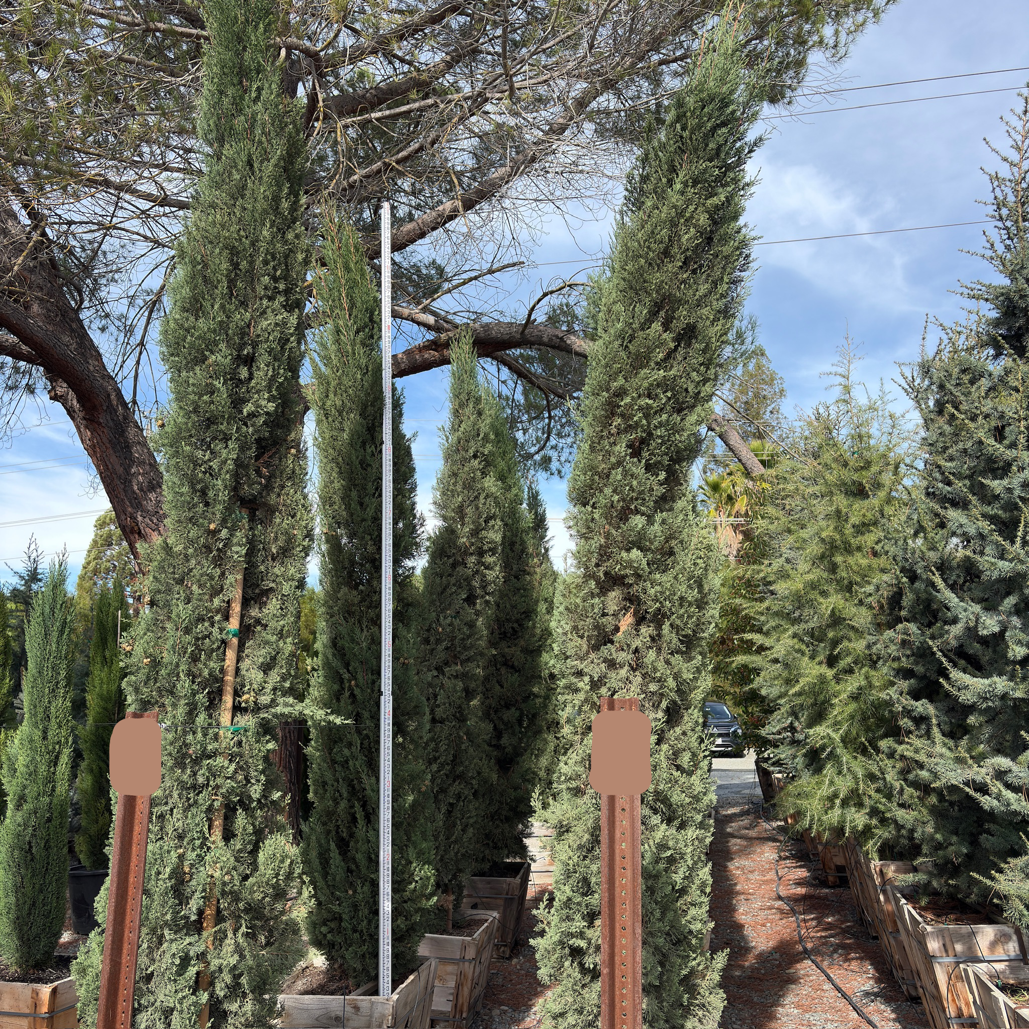 Blue Italian Cypress