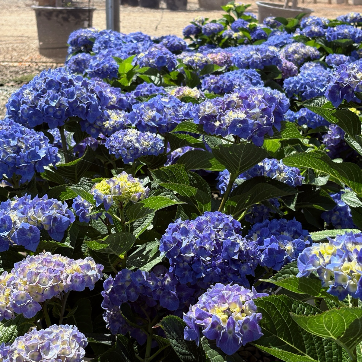 Blue Jangles Let's Dance® Hydrangea