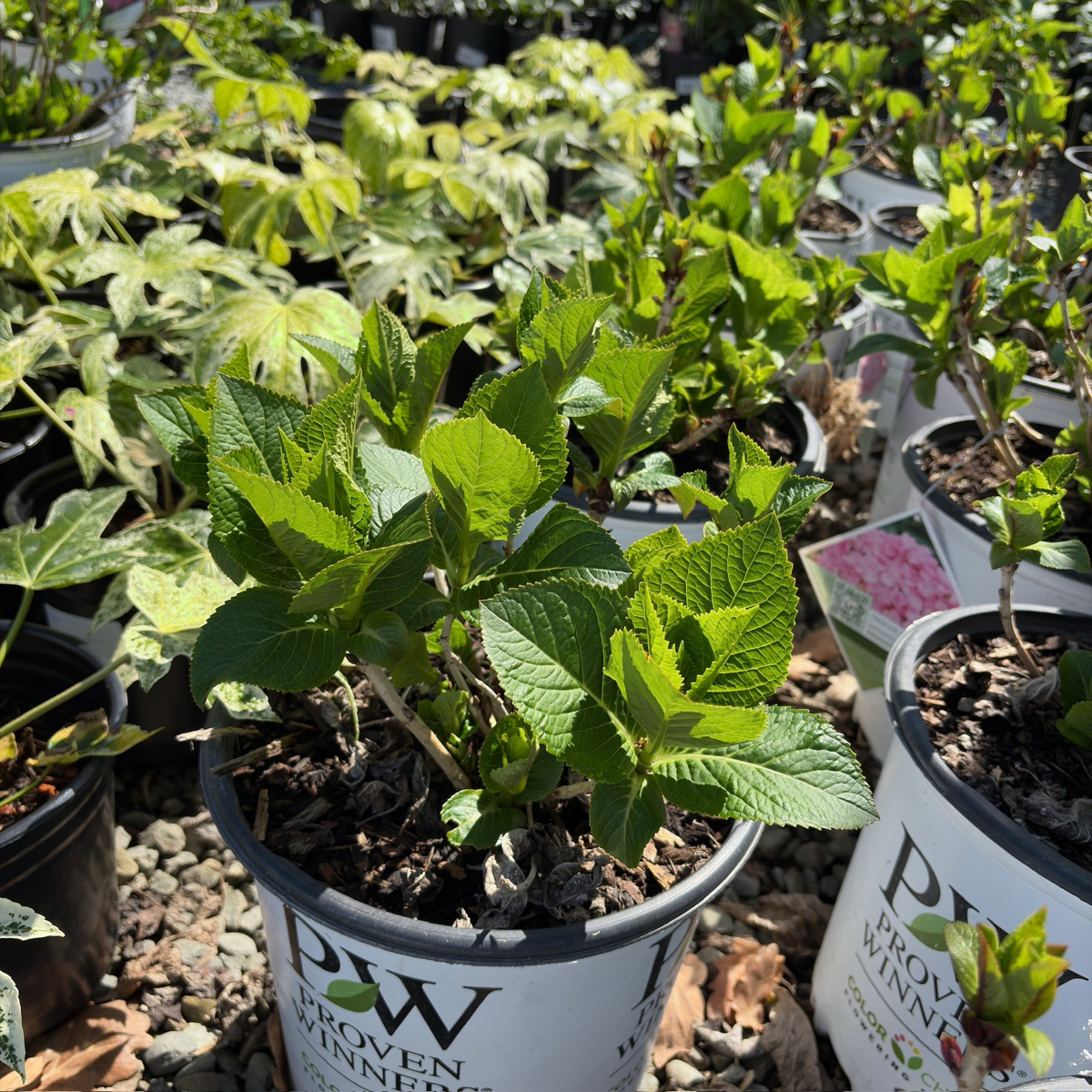 Blue Jangles Let's Dance® Hydrangea