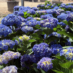 Blue Jangles Let's Dance Hydrangea
