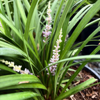 Potted Blue Lily Turf with green leaves and small pink flowers