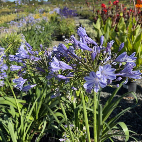 Blue Lily of the Nile