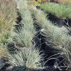 Blue Oat Grass