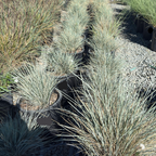 Blue Oat Grass