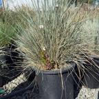 Blue Oat Grass
