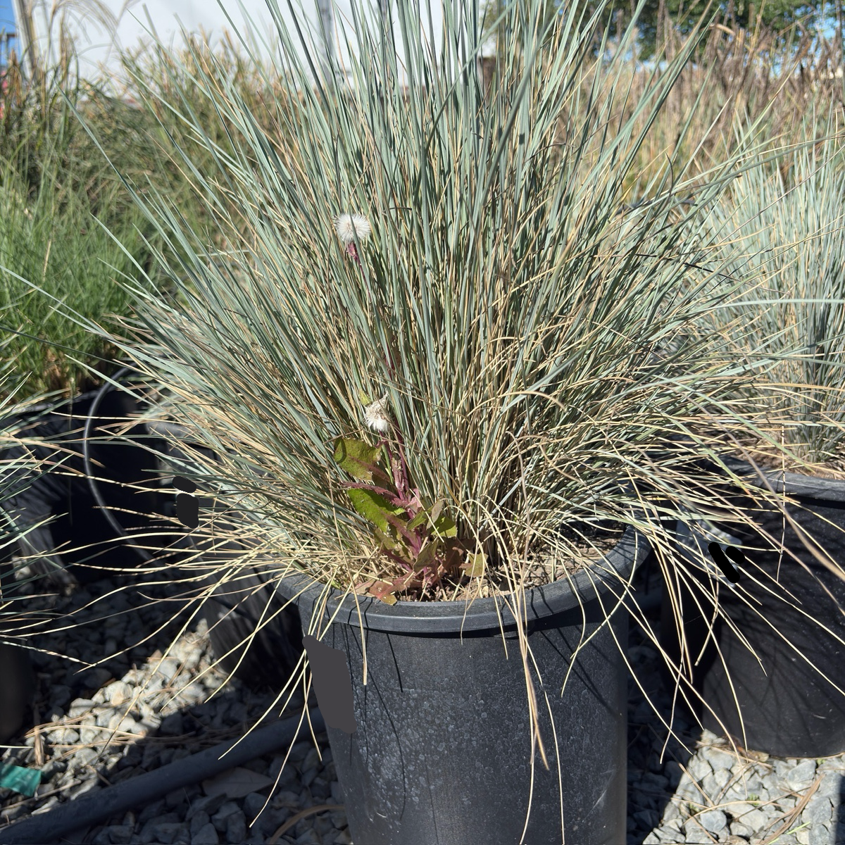 Blue Oat Grass