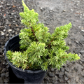 Potted Blue Pacific Shore Juniper with green needles on a gravel surface