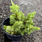 Potted Blue Pacific Shore Juniper with green needles on a gravel surface