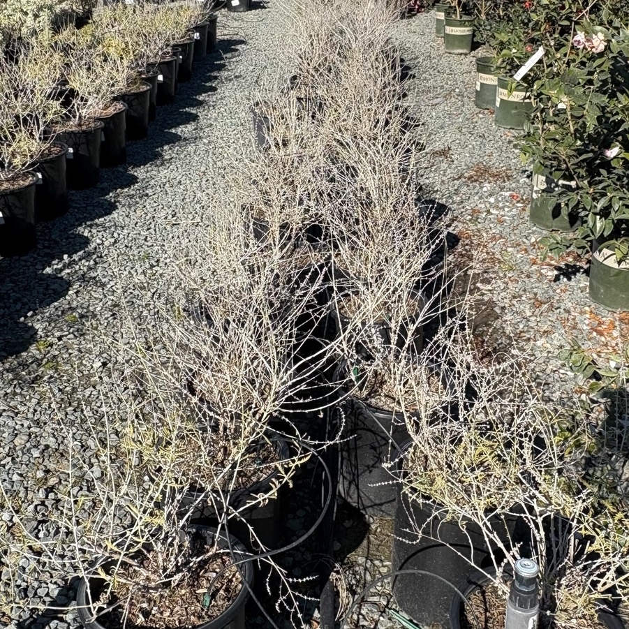 Blue Spire Russian Sage